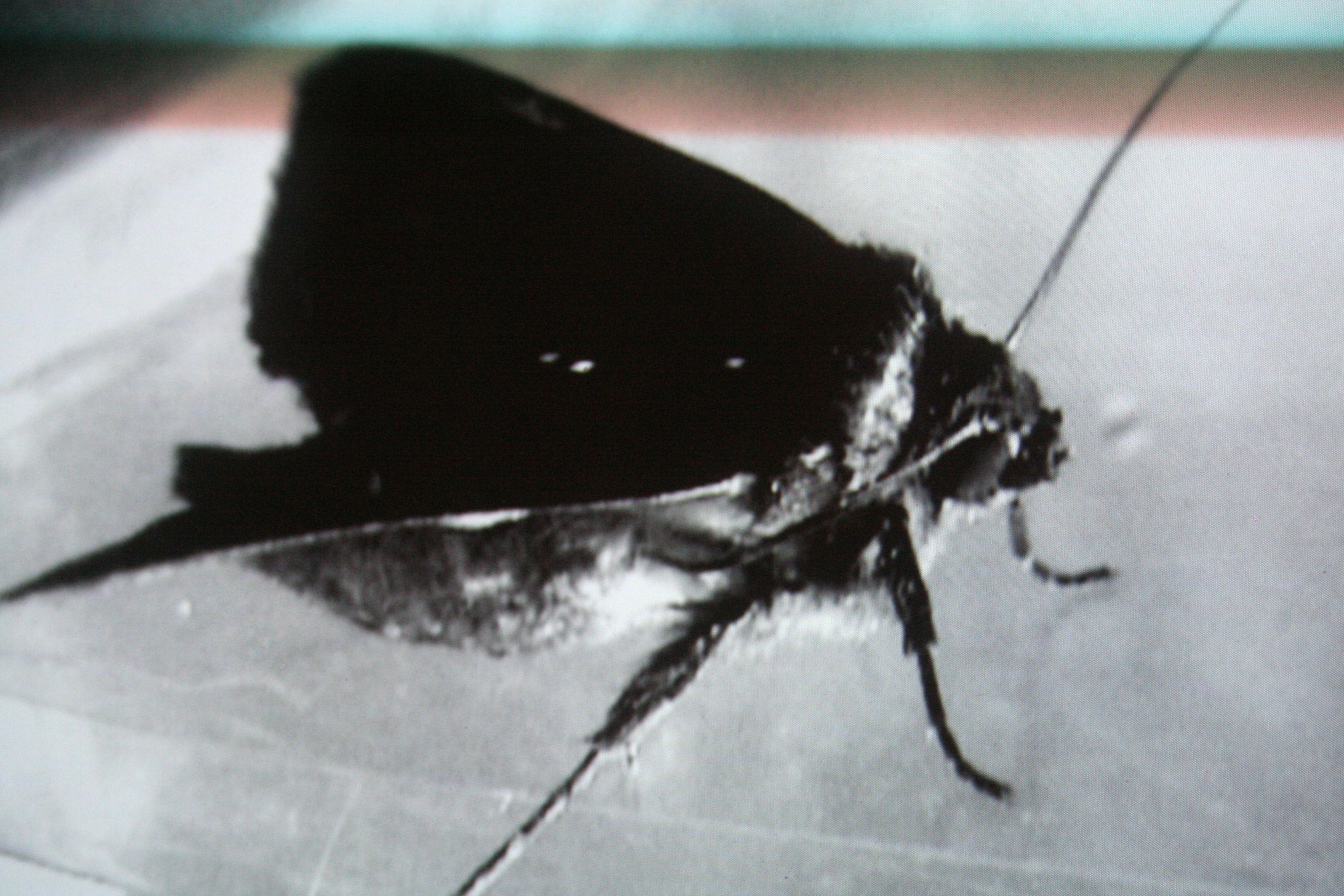 Insect